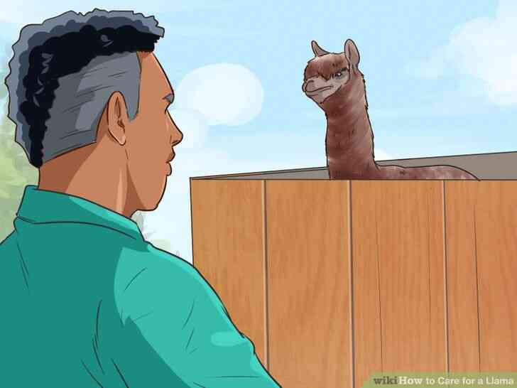Image intitulé de Soins pour un Lama de l
